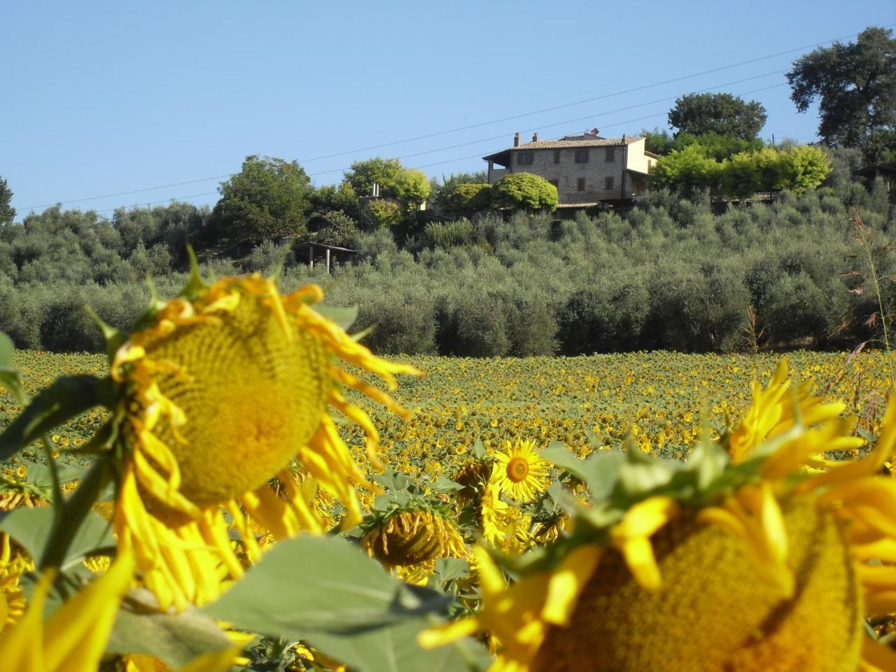 Agriturismo Oliveto Di Geltrude Contessa أميليا المظهر الخارجي الصورة